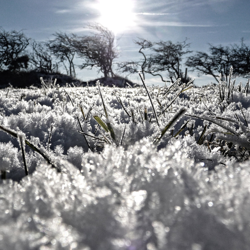 Замерзшая трава
