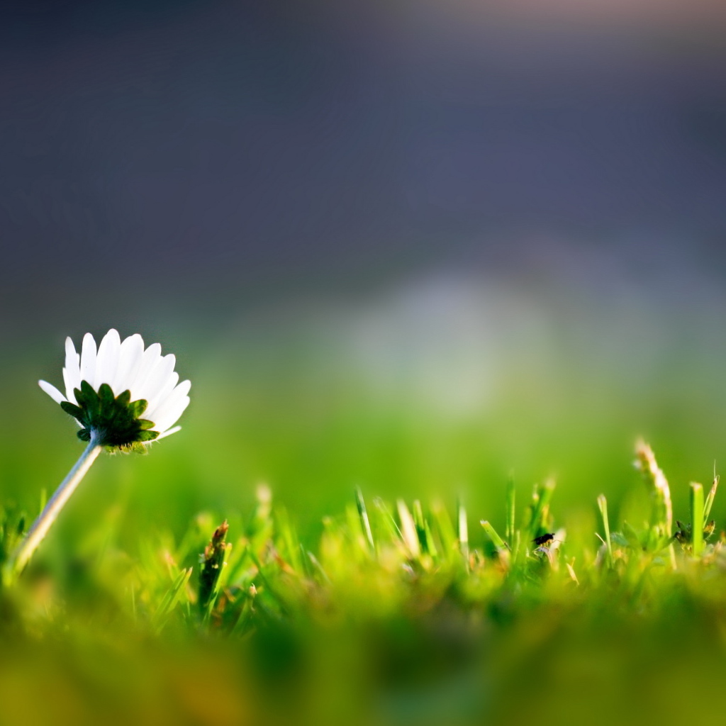 Трава и одинокий цветок