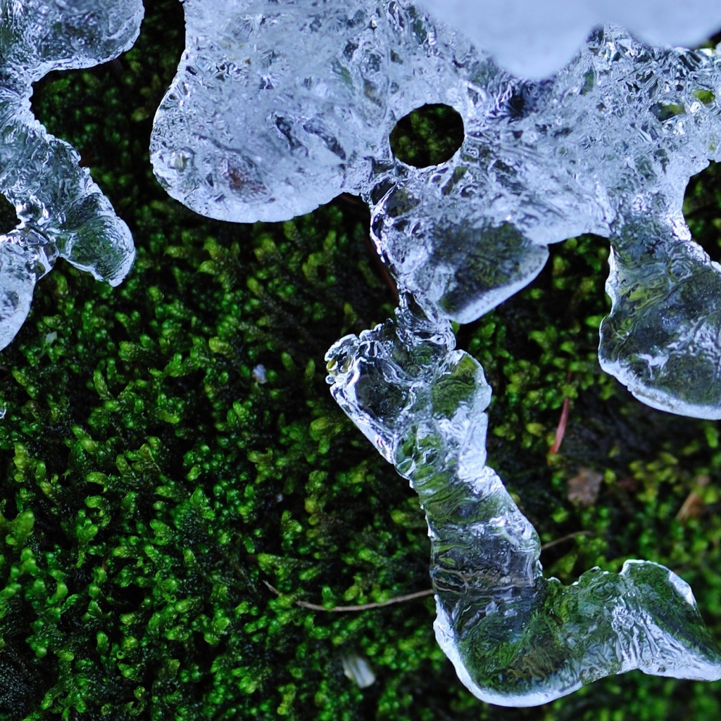 Трава и лед