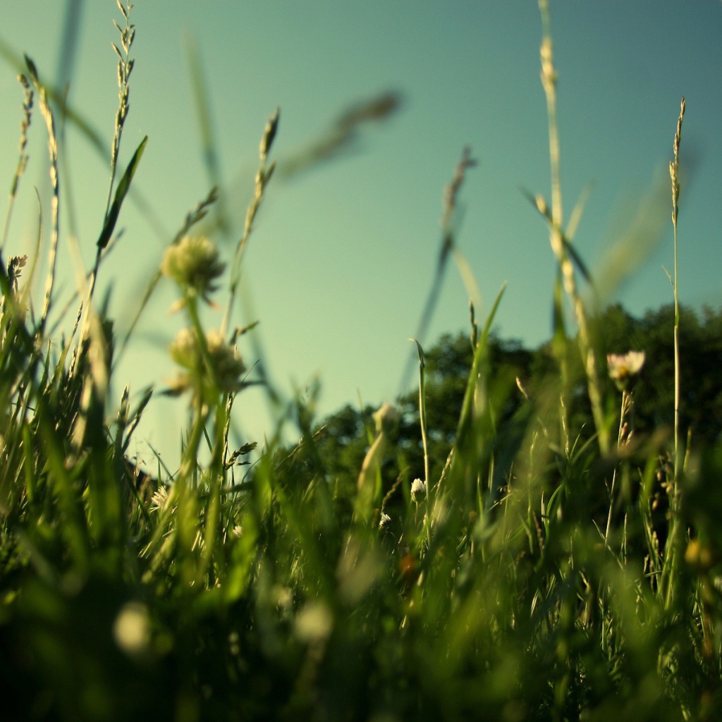 Трава у дома