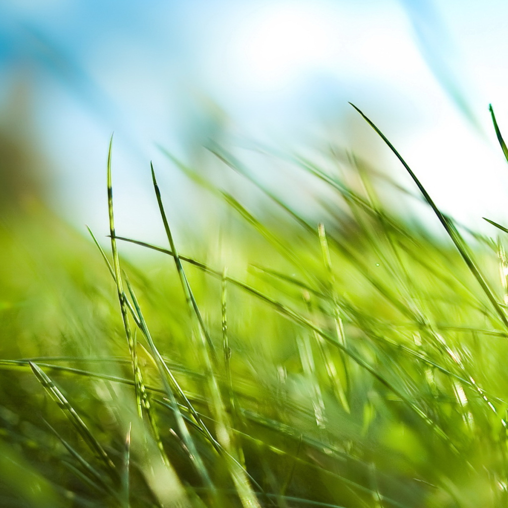 Зеленая трава