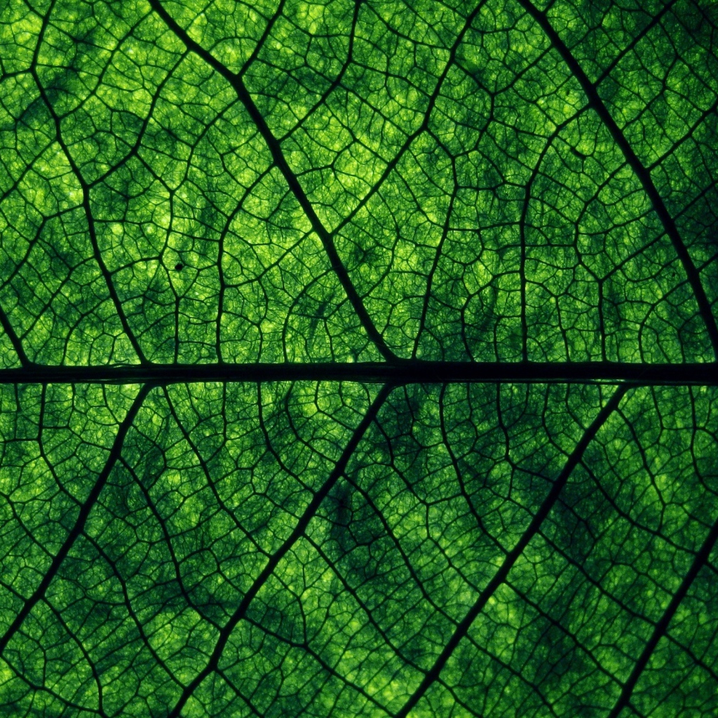 Зеленый лист Макро фото