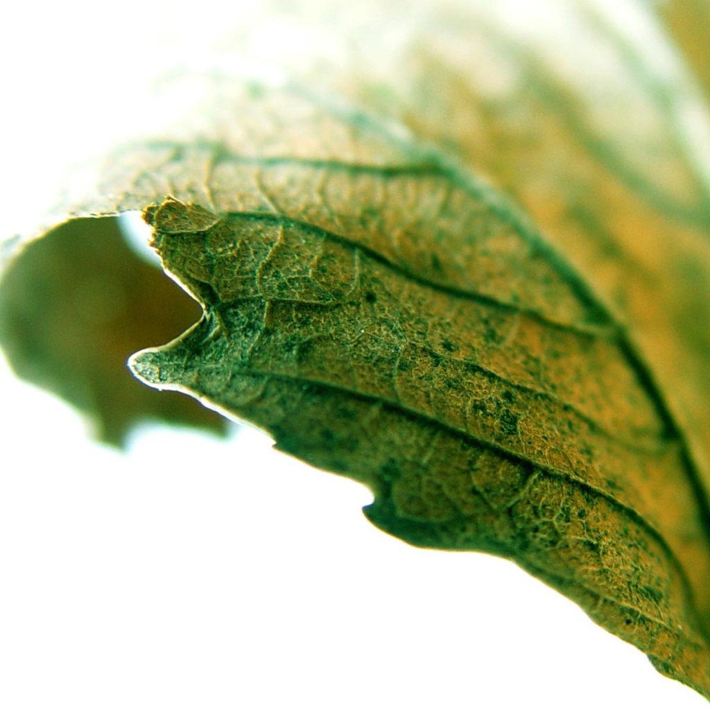 Листик крупным планом