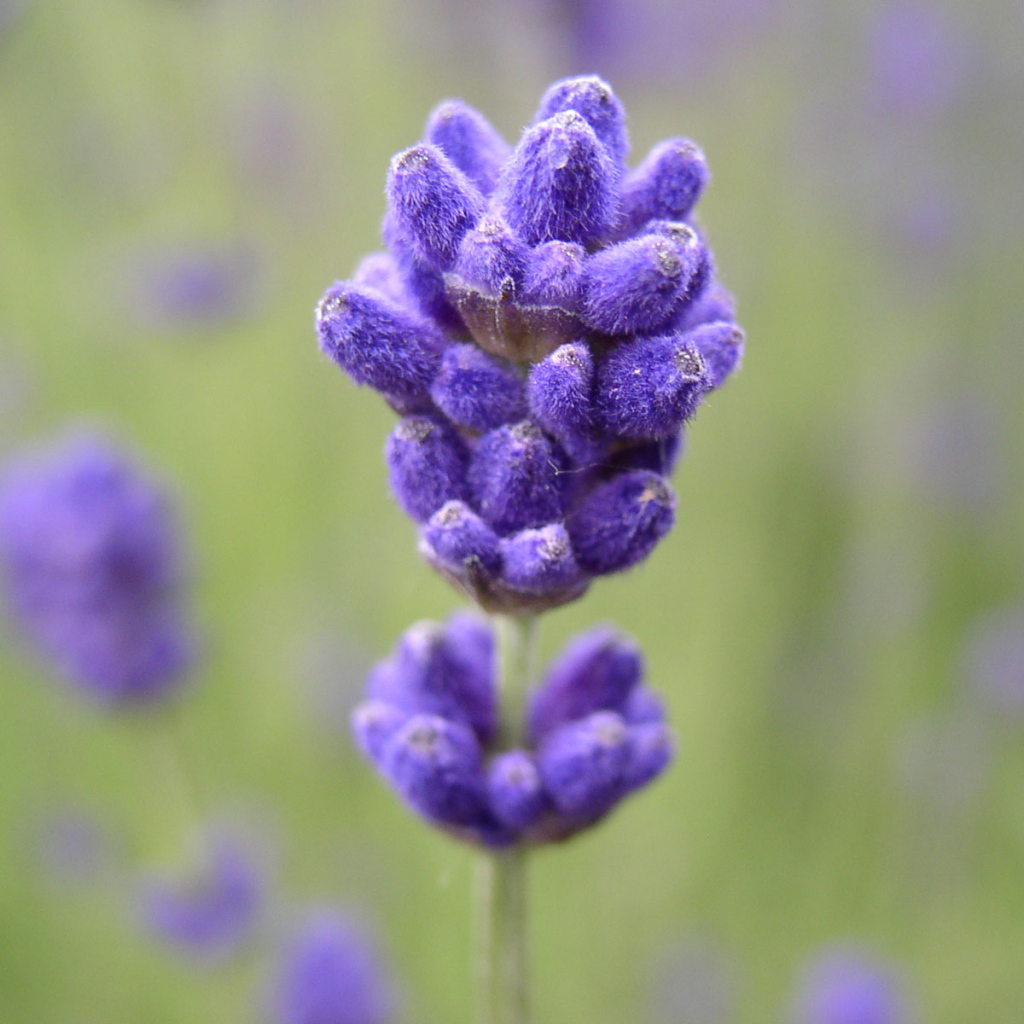 Сиреневый цветочек
