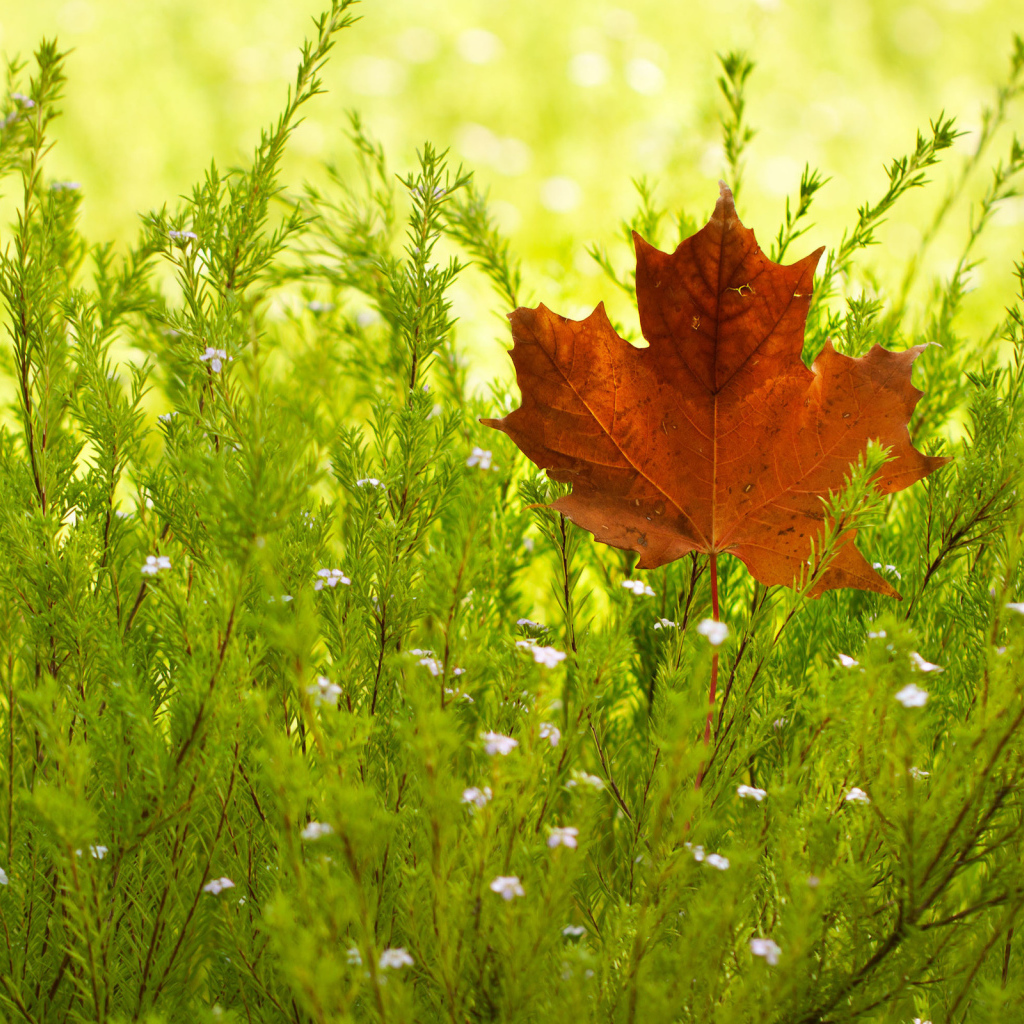 Кленовый лист