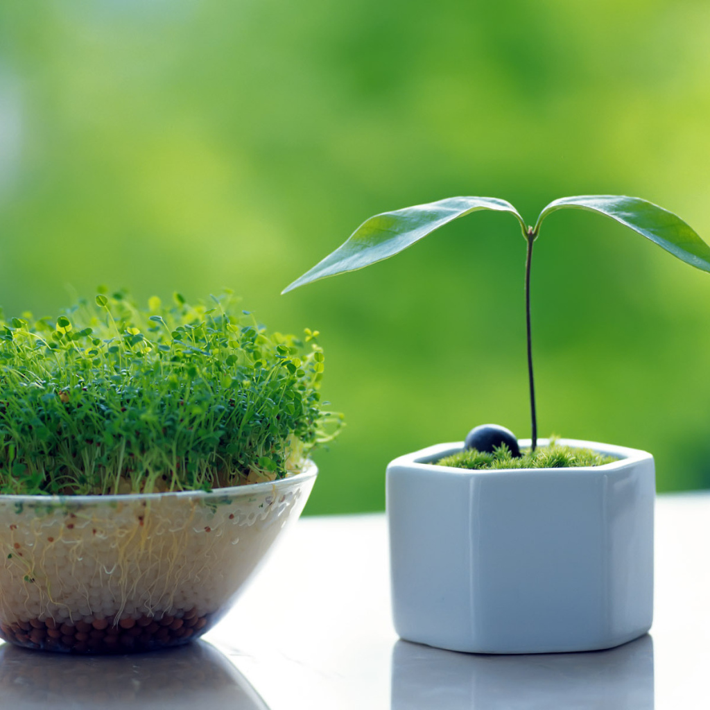 Горшочки с зеленью