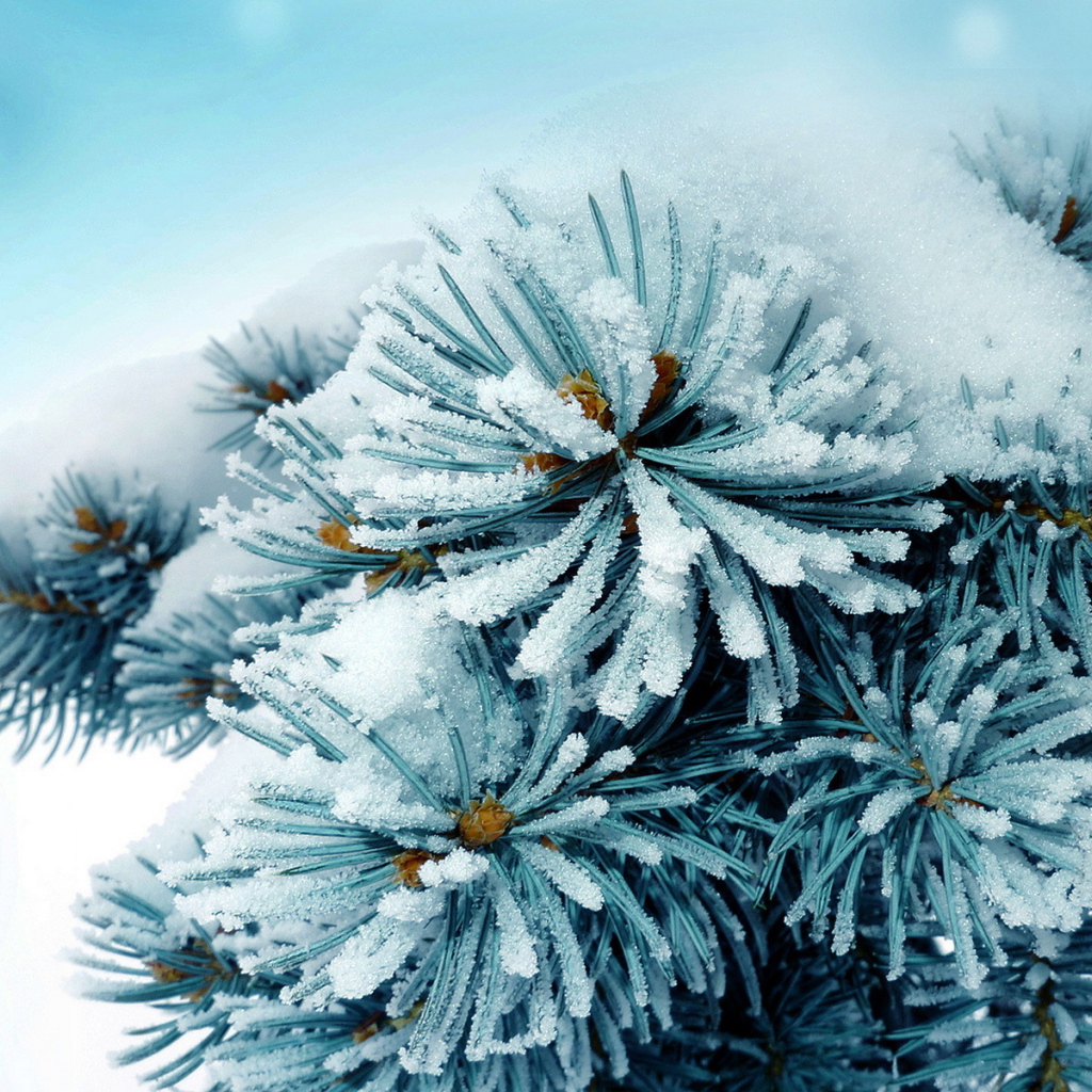 Колючая ветка