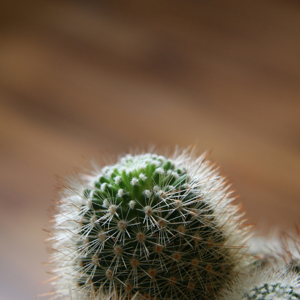 Колючий кактус