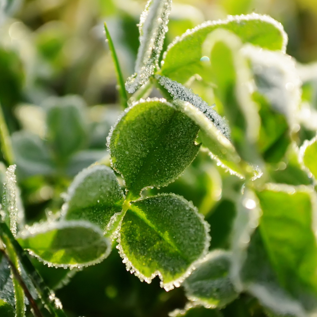 Трава под инеем