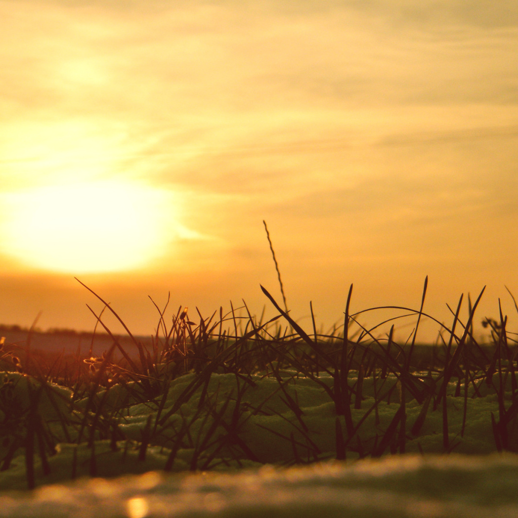 Сквозь снег