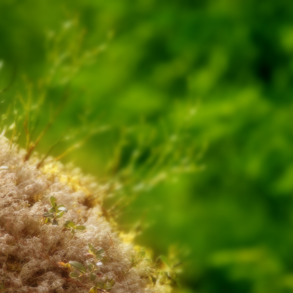 Маленькие ростки