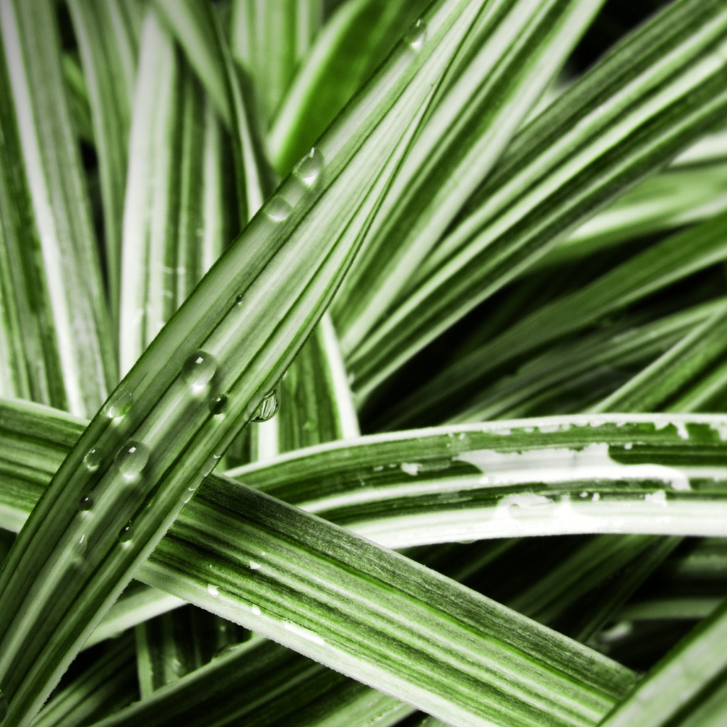 Мокрые листья