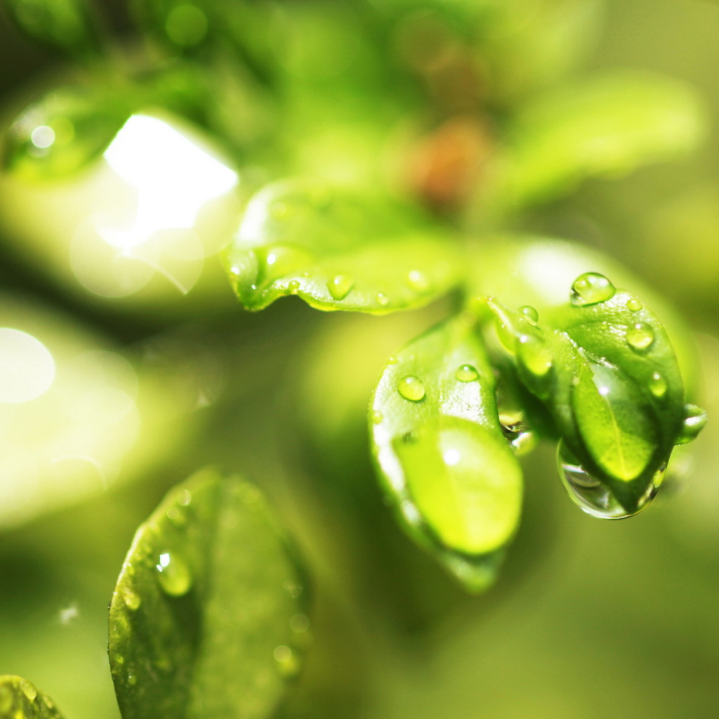 Мокрые листочки