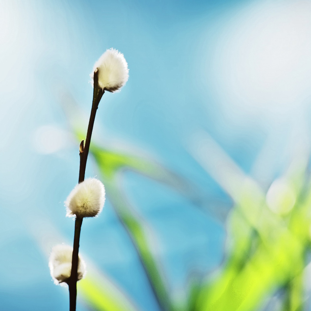 Ветка вербы