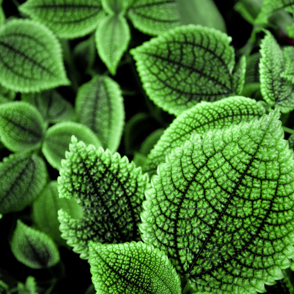 Зеленые листья растения