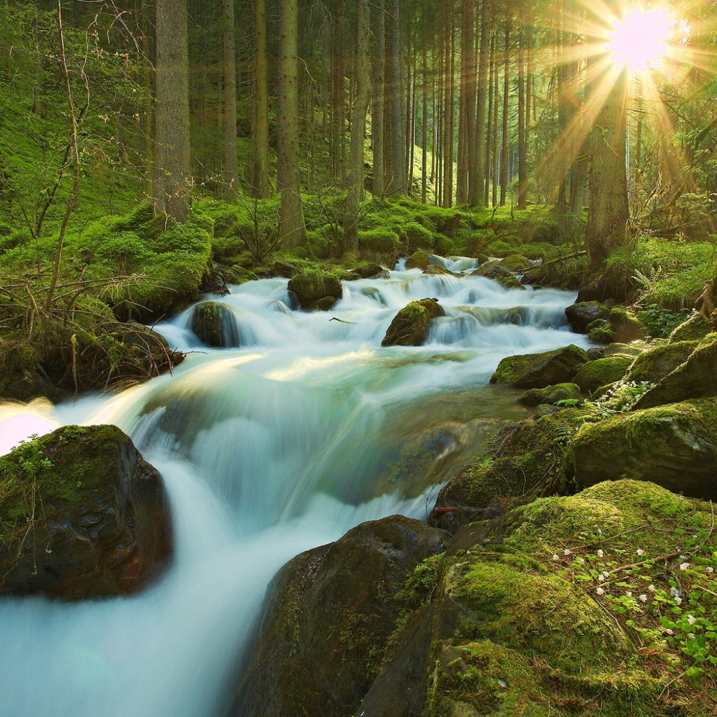 Ручей в чаще