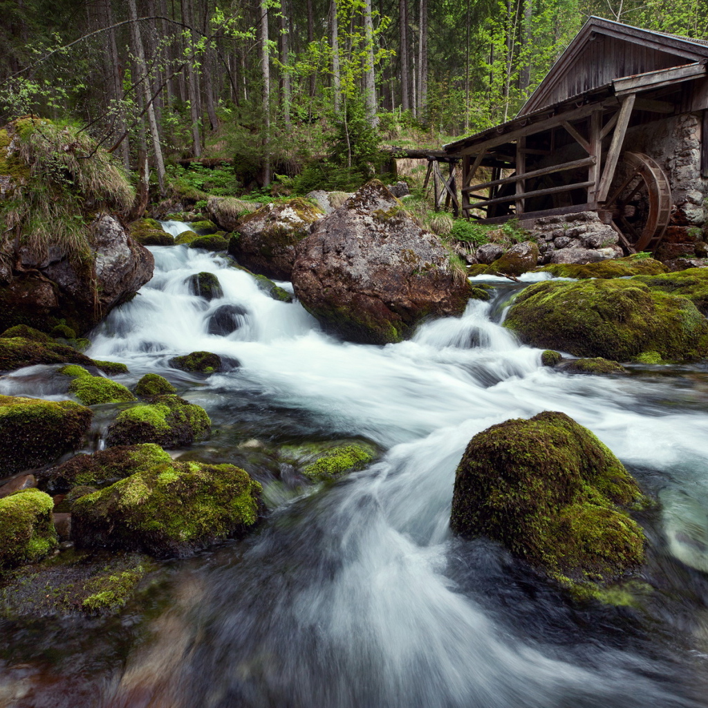 Лесная речка
