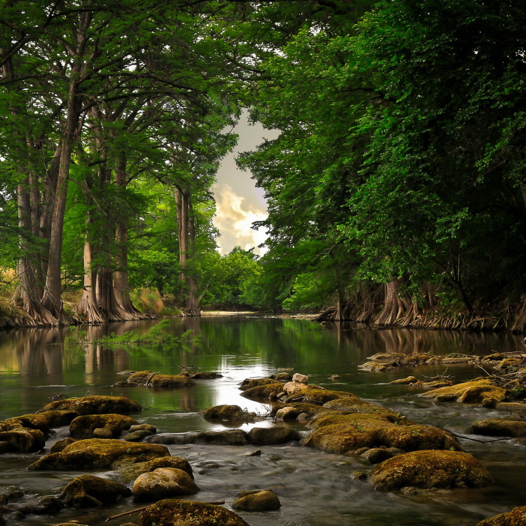 Речка и лес