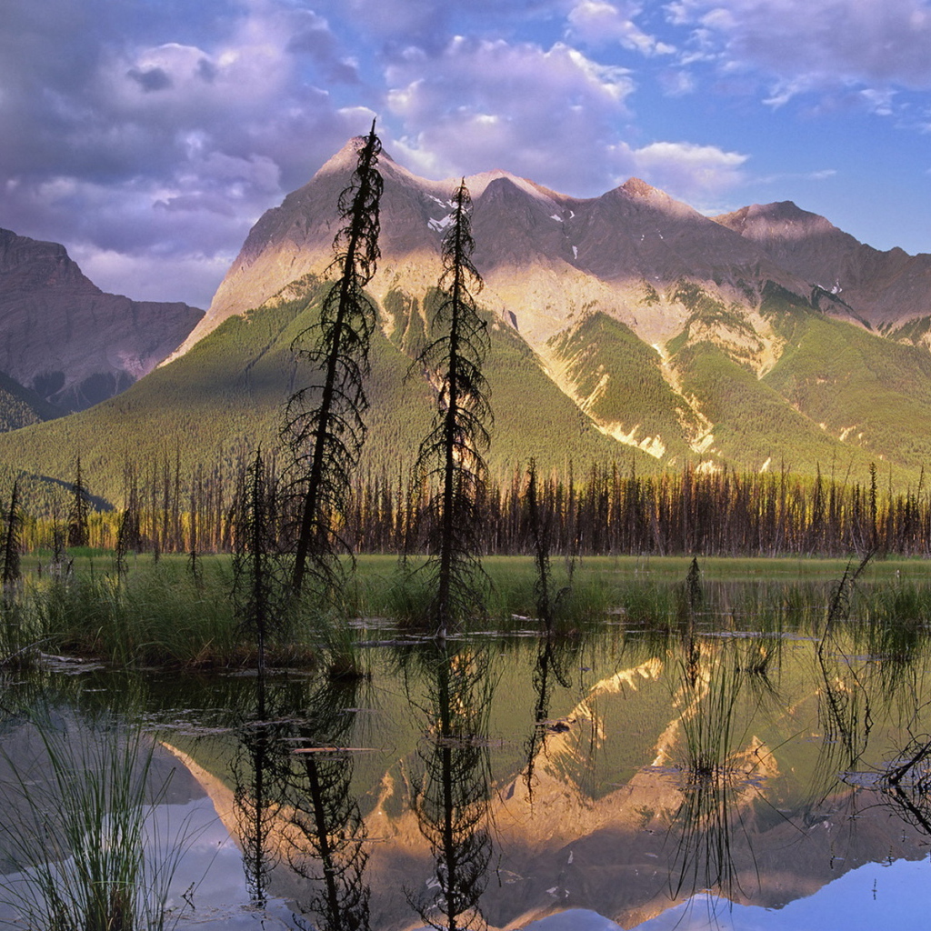 Болото в лесу