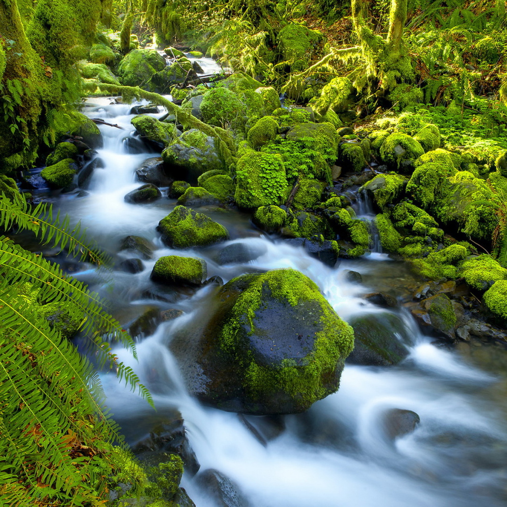 Река в джунглях