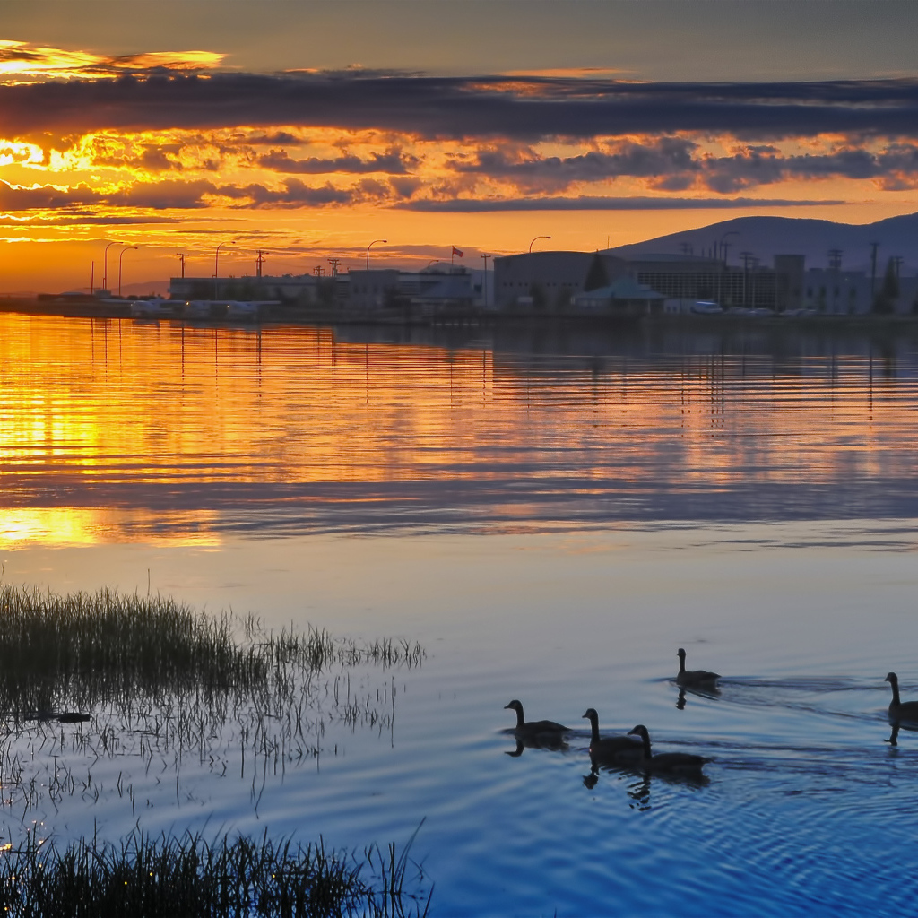 Утки на закате