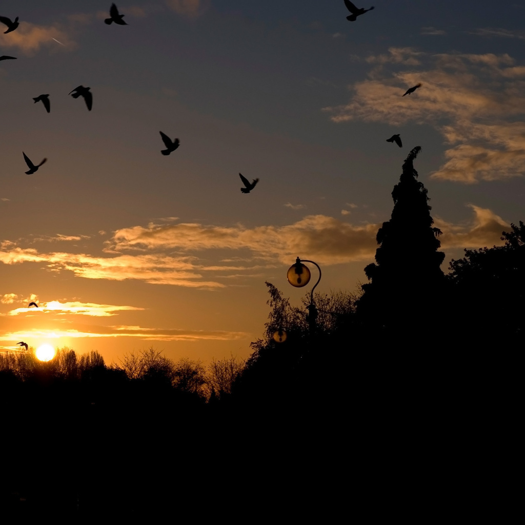 Голуби на закате