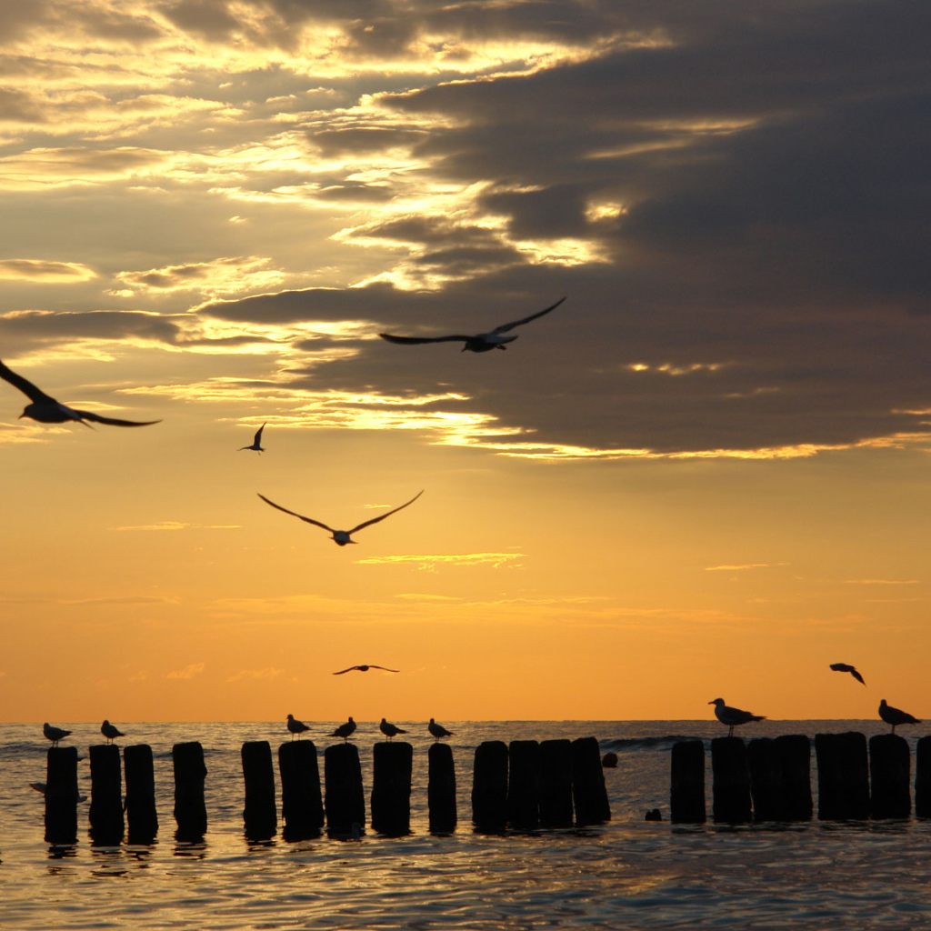 Чайки на закате
