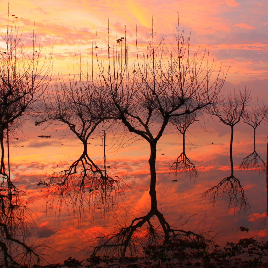 Отражение деревьев на закате