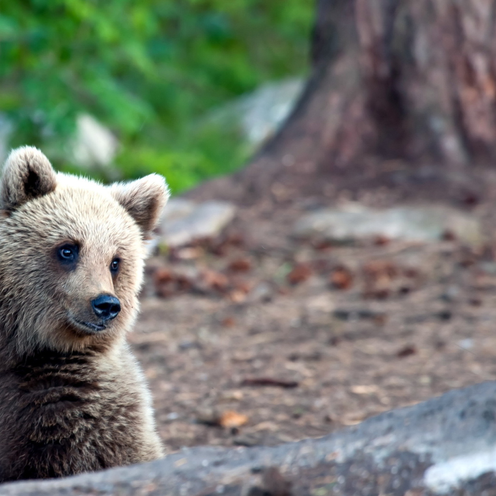 Медвежонок в лесу