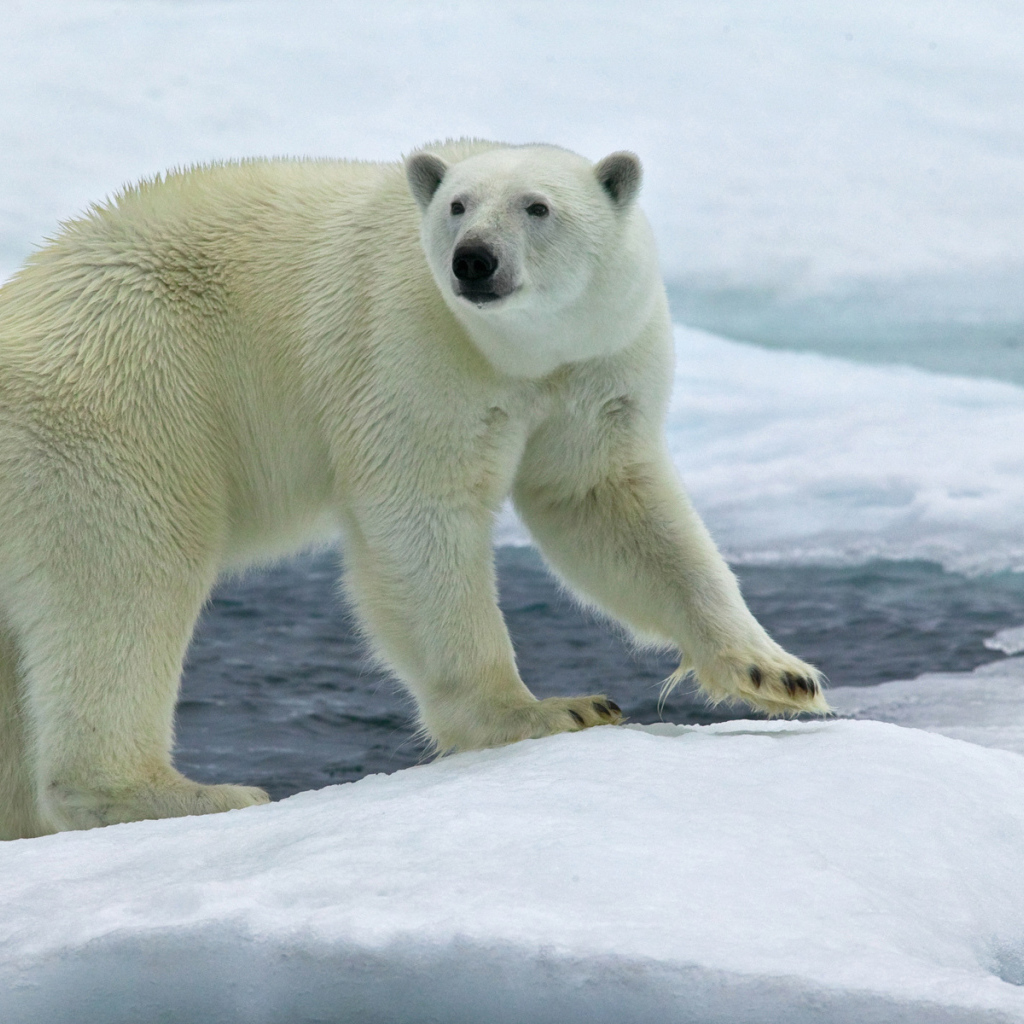 Северный медведь на льду