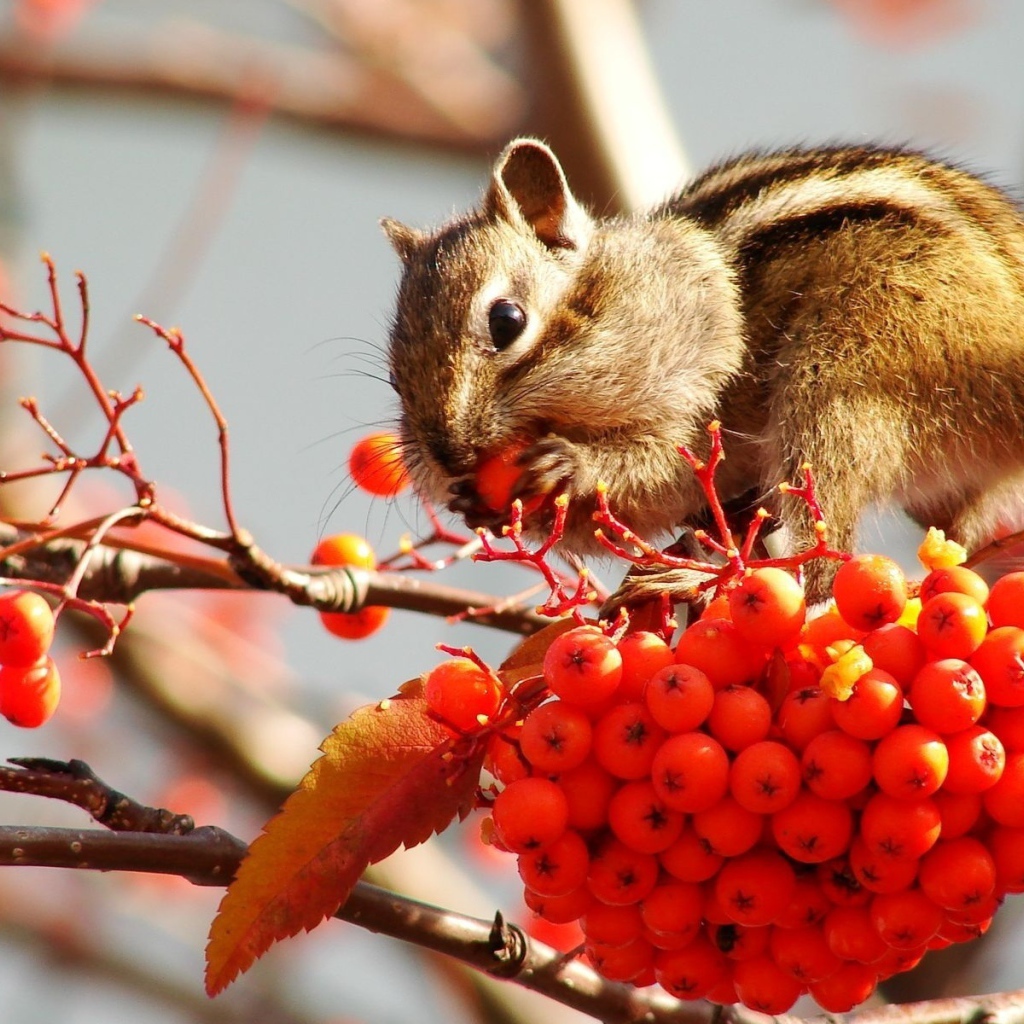 Бурундук на рябине