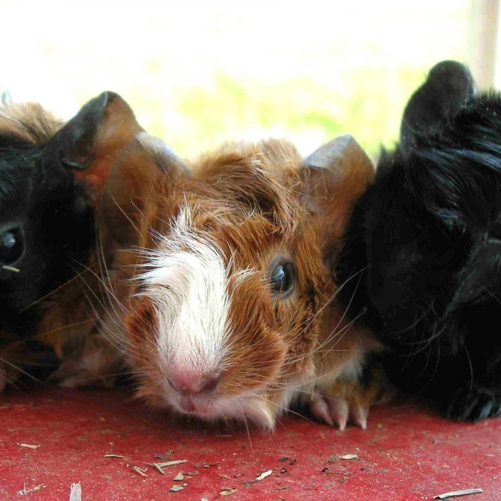 Морские свинки