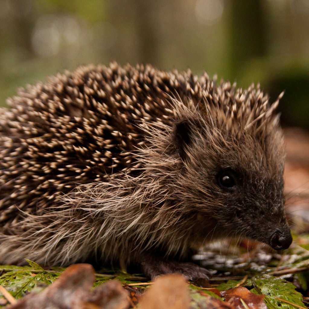 Ежик в лесу