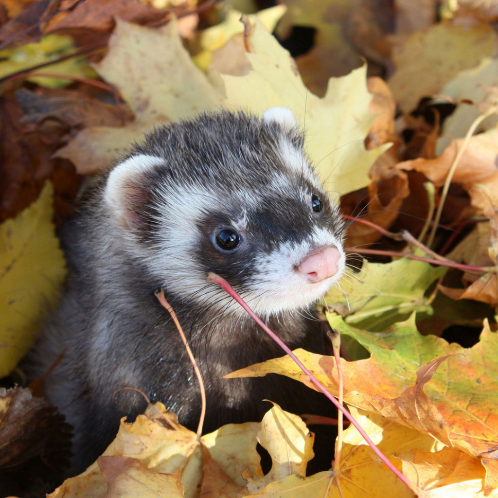 Хорек в листьях