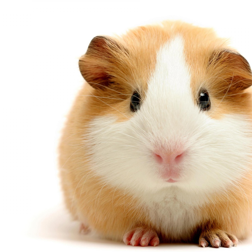 Толстая морская свинка