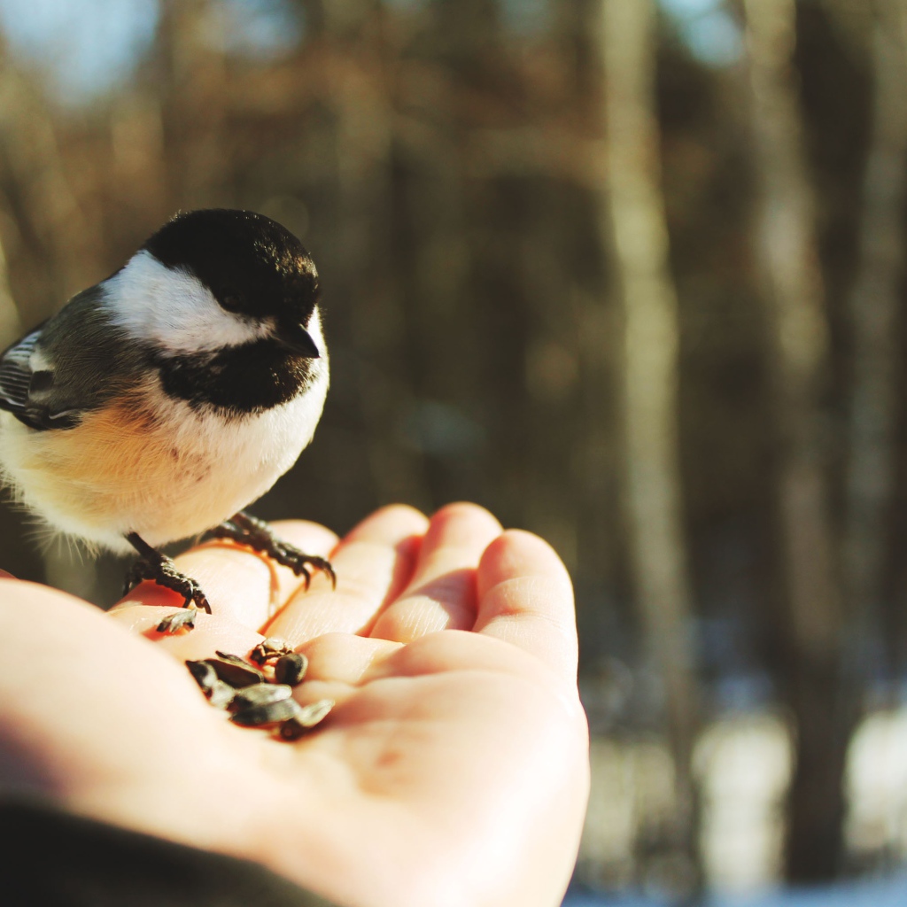 Птичка на ладони
