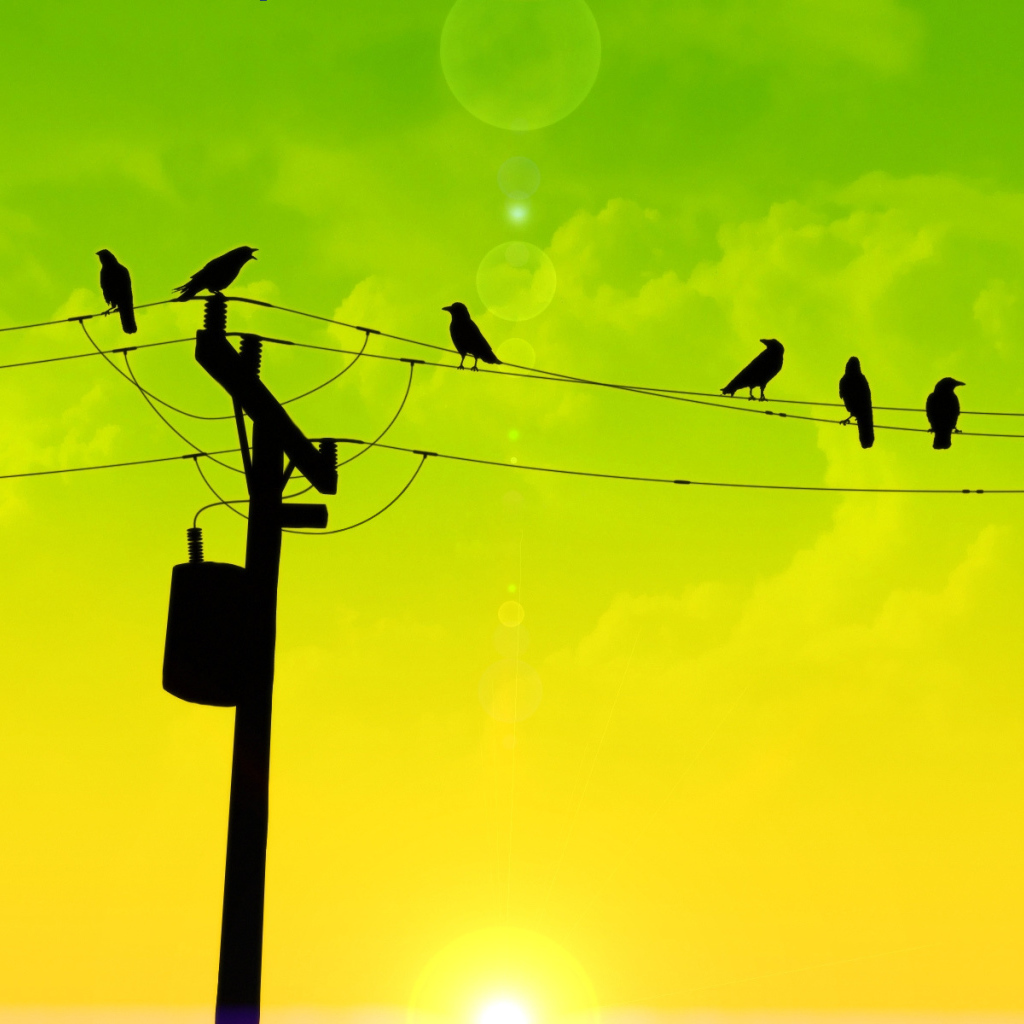 Птицы на проводах