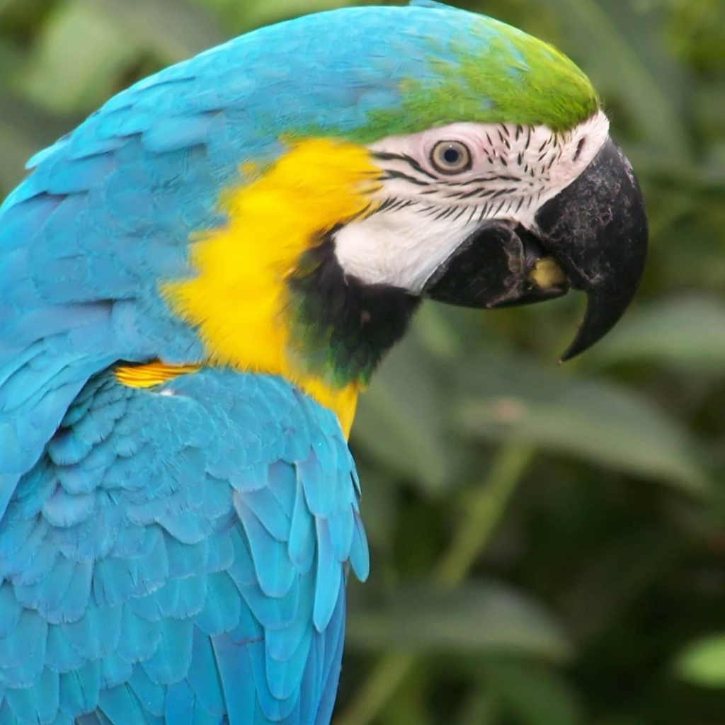 Голубой папугай