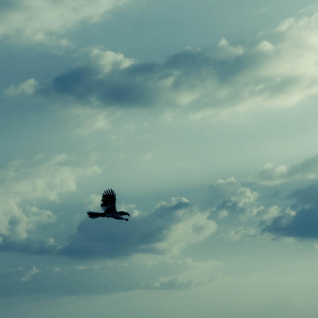 Орел в небе