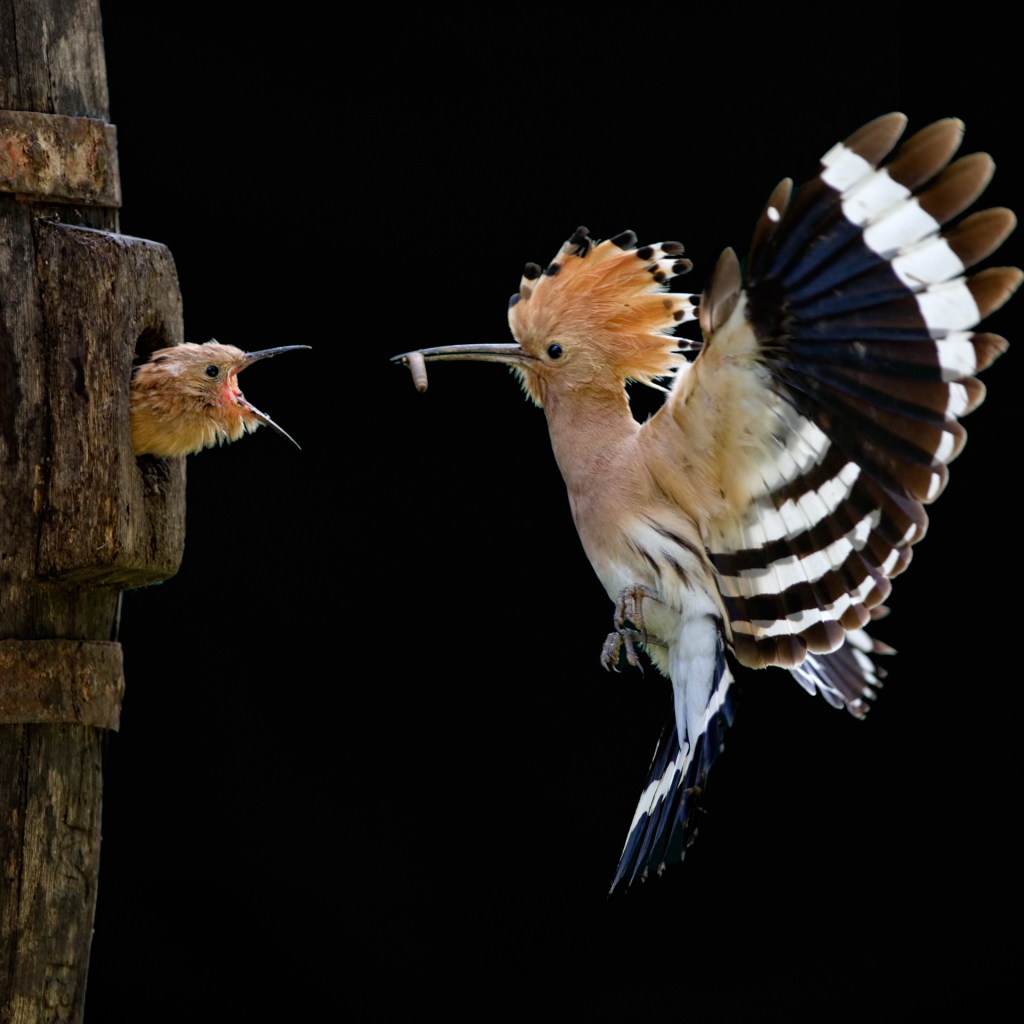 Удод и птинец