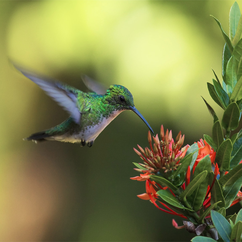 Колибри у цветка