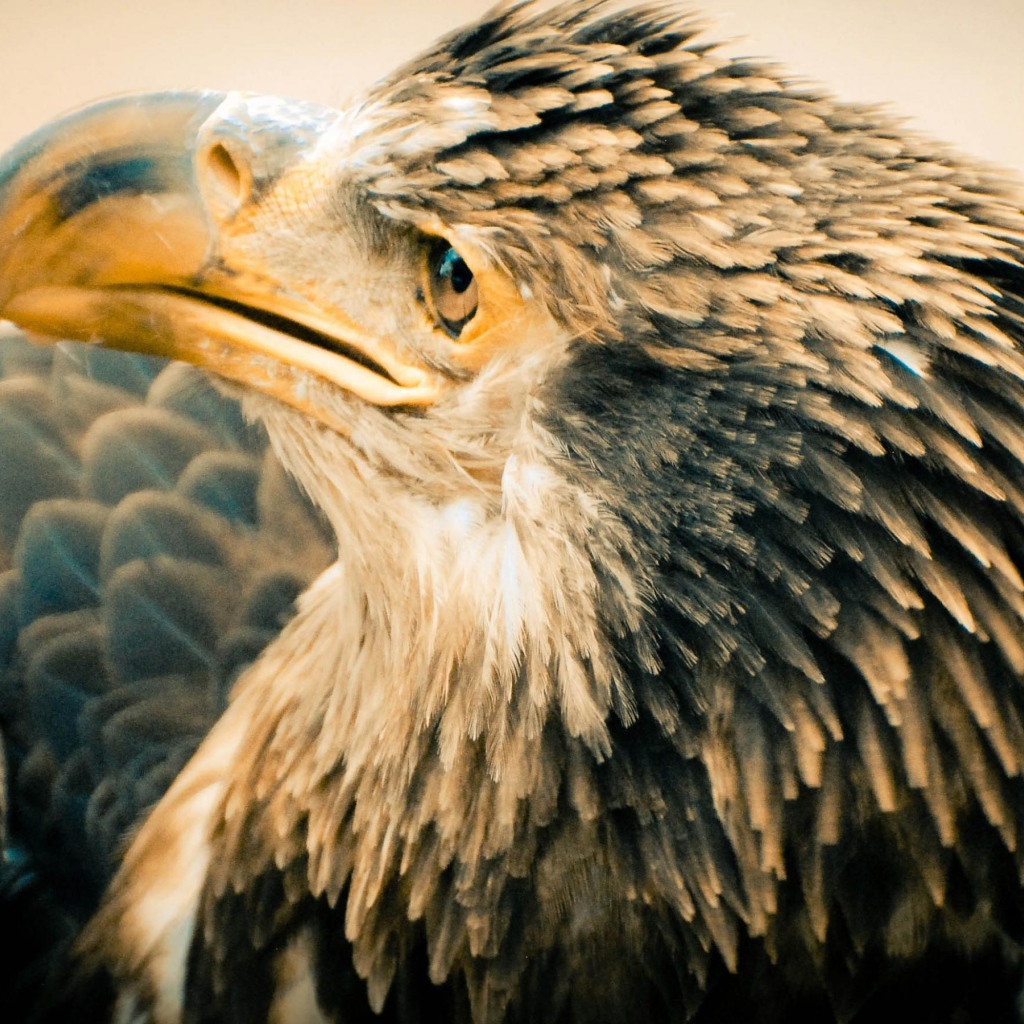 Старый орлан