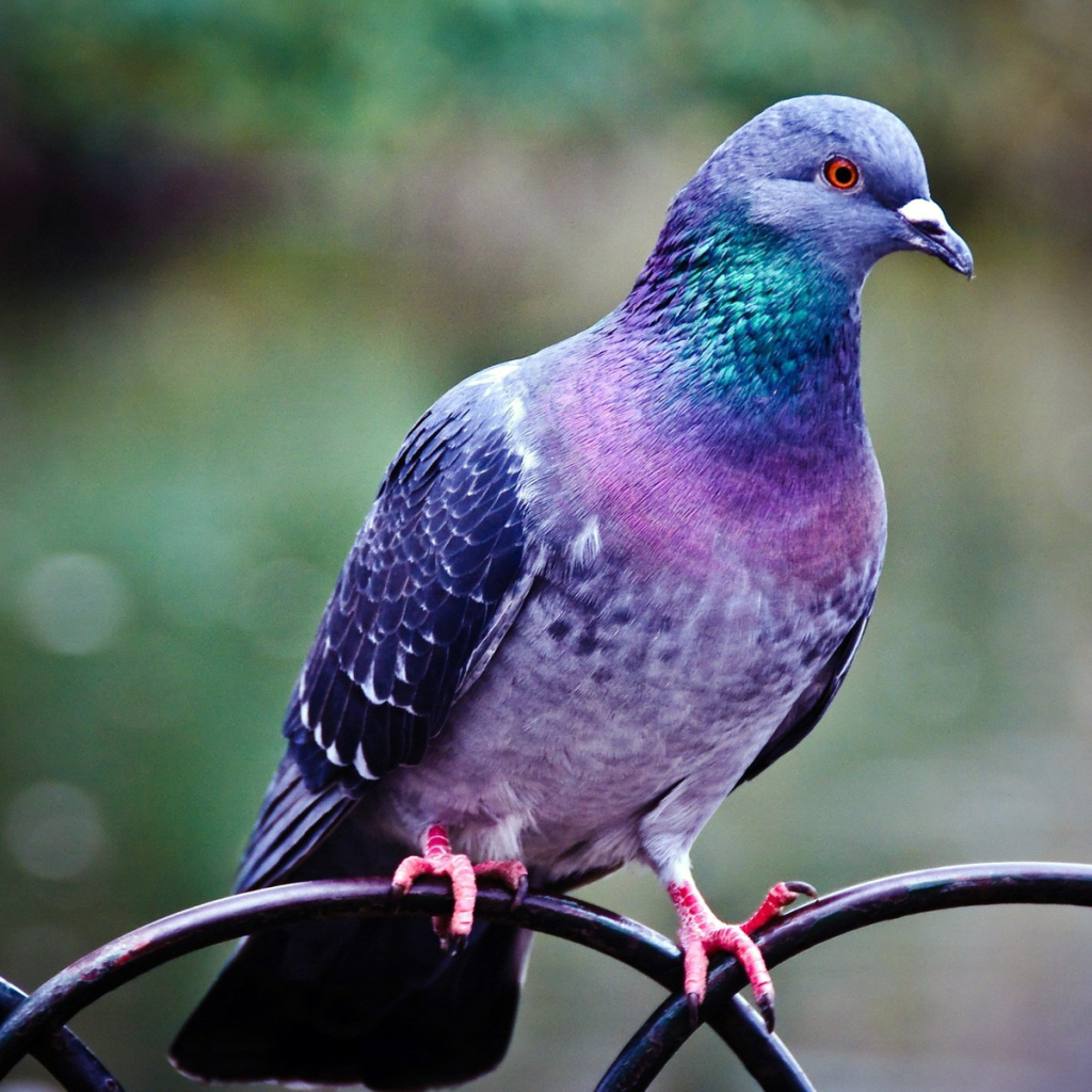 Голубь на заборе