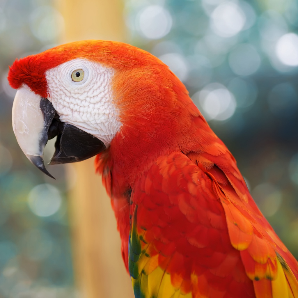 Красный попугай