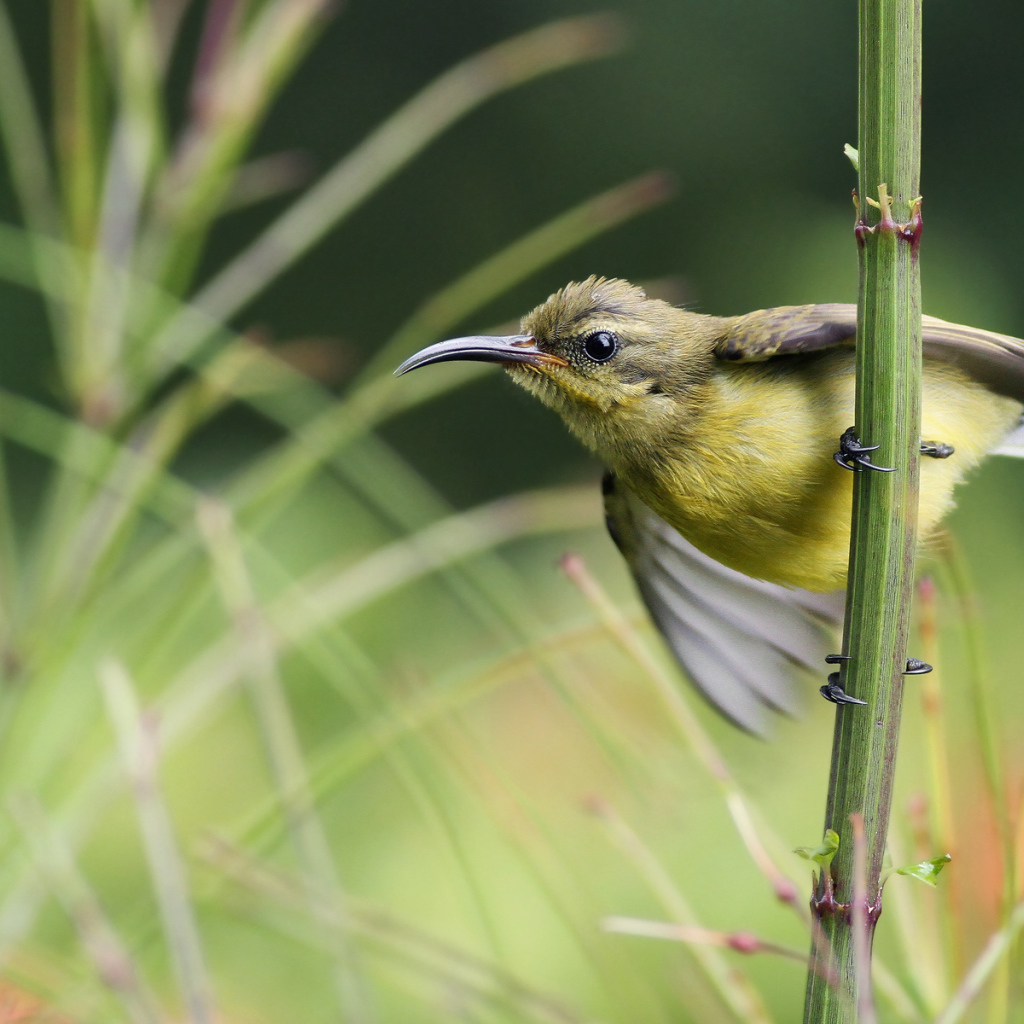 Нектарница