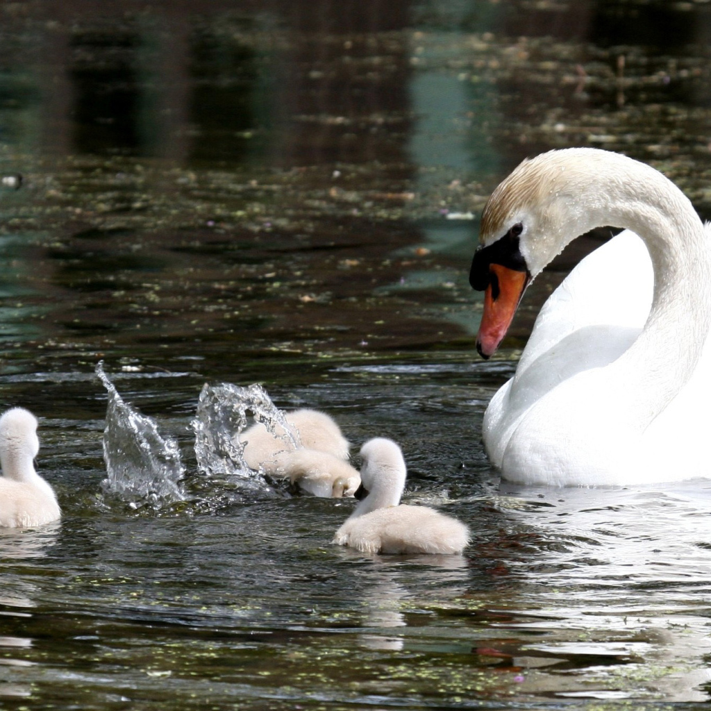 Лебедь с семейством