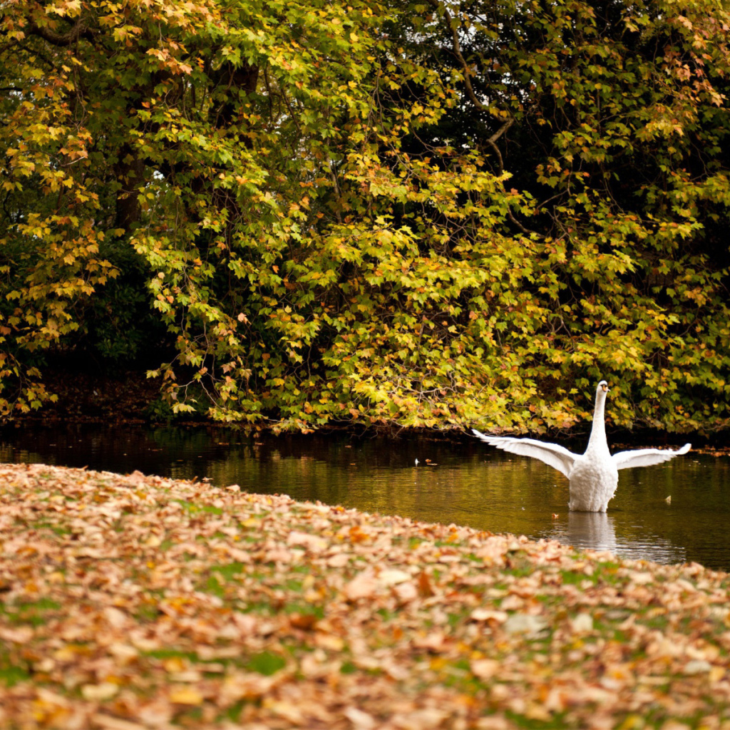 Белый лебедь осенью