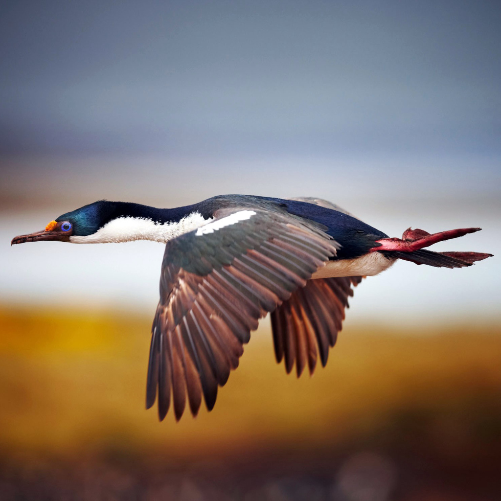 Дикая утка в полете