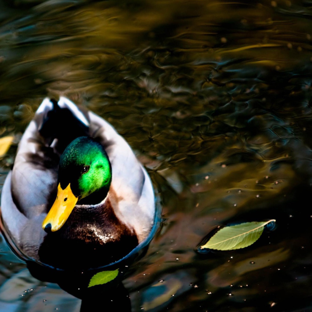 Дикая утка на озере