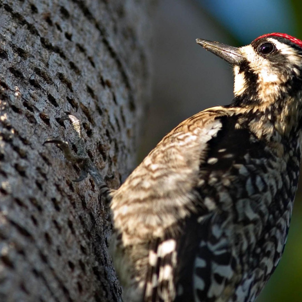 Дятел на дереве